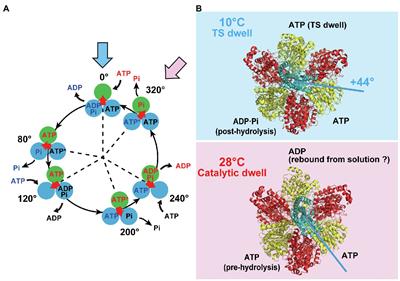 How Does F1-ATPase Generate Torque?: Analysis From Cryo-Electron Microscopy and Rotational Catalysis of Thermophilic F1